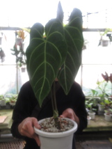 ＫＮ　１円！　アンスリューム(ベニウチワ属）　レガレ（ANTHURIUM REGALE）　　　　　1.6Ｍ以下_画像5