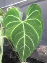 ＫＮ　１円！　アンスリューム(ベニウチワ属）　レガレ（ANTHURIUM REGALE）　　　　　1.6Ｍ以下_画像6