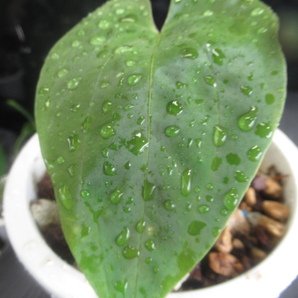 ＫＮ アンスリューム パピリアミナム‘グナヤラ‘ｘ‘フォートシャーマン‘（ANTHURIUM papillilaminum hybrid）   0.8ｍ以下の画像7