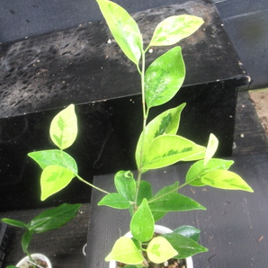 ＫＮ フィッカス(イチジク属） ミクロカルパ ‘斑入り‘（FICUS MICROCARPA `VARIEGATED`）   0.8Ｍ以下の画像3