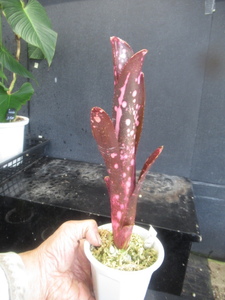 ＫＮ　ビルベルギア　‘インセンディアリーデライト‘（BILLBERGIA hybrid `INCENDIARY DELIGHT`）　　　　0.8Ｍ以下