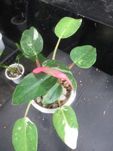 ＫＮ　１円！　フィロデンドロン　エルベッセンス　‘ホワイトプリンセス‘（PHILODENDRON ERUBESCENS `WHITE PRINCESS`）　　　0.8Ｍ以下_画像4