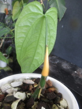 ＫＮ　アンスリューム(ベニウチワ属）　ｓｐ．　‘リモン‘（ANTHURIUM sp. `LIMON`）　　　　0.8Ｍ以下_画像6