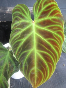 ＫＮ　１円！　フィロデンドロン　ベルコーサム　＃2（PHILODENDRON VERRUCOSUM ♯2）　　　0.8Ｍ以下