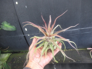 ＫＮ　１円！　ティランジア　ストレプトフィラ　‘レッドクローン‘（TILLANDSIA STREPTOPHYLLA `REDCLONE`） ２株出品　　　　0.8Ｍ以下