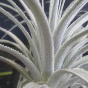 ＫＮ １円！ ブラジル山採り ティランジア チャペウエンシス（TILLANDSIA CHAPEUENSIS）    0.8Ｍ以下の画像2