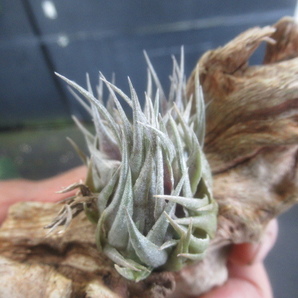 ＫＮ １円！ 頭が３つに分かれた ティランジア カウツキー（Tillandsia  kautskyi）   0.8Ｍ以下の画像7