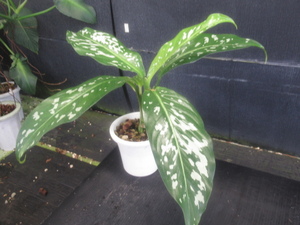 ＫＮ　ディフェンバキア(シロガスリソウ属）　ダグエンシス　変異種（DIEFFENBACHIA DAGUENSIS var.）　　1.2Ｍ以下