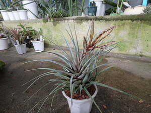 ＫＮ　ティランジア　チョンタレンシス（TILLANDSIA CHONTALENSIS）　　　　0.8Ｍ以下