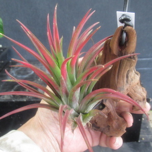 ＫＮ ティランジア イオナンタ バラエティ マキシマ（TILLANDSIA IONANTHA var. MAXIMA）   0.8Ｍ以下の画像5