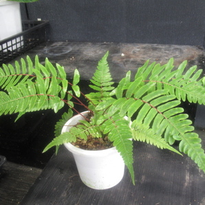 ＫＮ ブレクナム(ヒリュウシダ属） ファルシフォルメ（BLECHNUM FALCIFORME）   0.8Ｍ以下の画像3