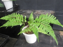 ＫＮ　ブレクナム(ヒリュウシダ属）　ファルシフォルメ（BLECHNUM FALCIFORME）　　　0.8Ｍ以下_画像3