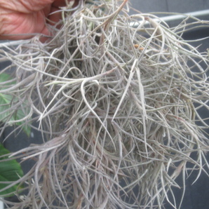 ＫＮ １円！ ティランジア ウスネオイデス ⅹ バンデンシス（TILLANDSIA hybrid USNEOIDES X BANDENSIS）   0.8Ｍ以下の画像2