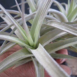 ＫＮ ティランジア イキシオイデス ‘ブルーアルビノ‘（TILLANDSIA IXIOIDES `BLUE ALBINO`）    0.8Ｍ以下の画像4