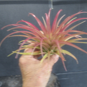 ＫＮ ティランジア イオナンタ‘フエゴ‘ｘ（ファッシクラータｘキセログラフィカ）（TILLANDSIA hybrid）   0.8Ｍ以下の画像5