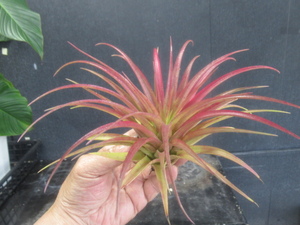 ＫＮ　ティランジア　イオナンタ‘フエゴ‘ｘ（ファッシクラータｘキセログラフィカ）（TILLANDSIA hybrid）　　　0.8Ｍ以下