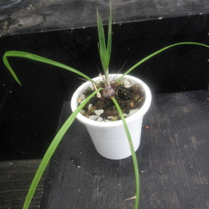 ＫＮ ピトケルニア(ケイビアナナス属） ヘテロフィラ（PITCAIRNIA HETEROPHYLLA）   0.8Ｍ以下の画像3