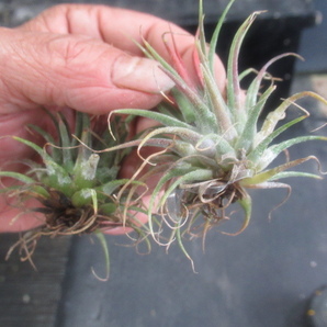 ＫＮ １円！ ２株セット ティランジア イオナンタ 変種 イオナンタ（TILLANDSIA IONANTHA var. IONANTHA）   0.8Ｍ以下の画像5