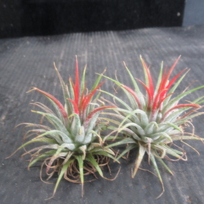 ＫＮ １円！ ２株セット ティランジア イオナンタ 変種 イオナンタ（TILLANDSIA IONANTHA var. IONANTHA）   0.8Ｍ以下の画像1