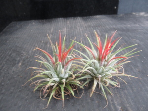 ＫＮ　１円！　２株セット　ティランジア　イオナンタ　変種　イオナンタ（TILLANDSIA IONANTHA var. IONANTHA）　　　0.8Ｍ以下