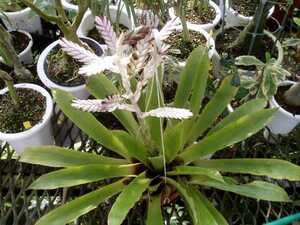 ＫＮ　バルフシア　ワグネリアーナ（BARFUSSIA WAGNERIANA）　　　　0.8Ｍ以下