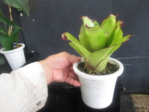 ＫＮ　１円！　ネオレゲリア　ハイブリッド　‘テスティモニアル‘（NEOREGELIA hybrid `TESTIMONIAL`）　　　　0.8Ｍ以下_画像8