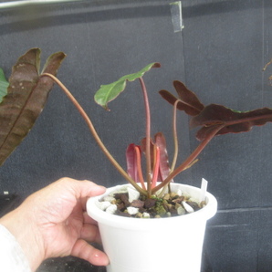 ＫＮ フィロデンドロン アタバポエンセ ｘ ビレッタエ（PHILODENDRON hybrid ATABAPOENSE x BILLETAE）    0.8Ｍ以下の画像5