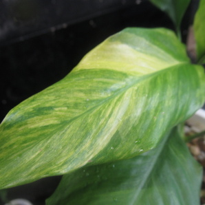 ＫＮ スパティフィラム(ササウチワ属） ｃｖ． ‘ムーンセレナーデ‘（SPATHIPHYLLUM cv. `MOON SERENADE`）    0.8Ｍ以下の画像4