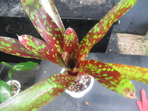 KN Neo rege rear hybrid *osa-*(NEOREGELIA hybrid `OSSER`) 0.8M and downward 