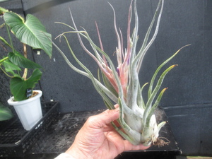 KNti Ran jia hybrid * Thai *(TILLANDSIA hybrid `TY`) 0.8M and downward 