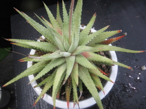 ＫＮ　ハオルチア　ファッシァータ　‘ハクチョウ‘ （HAWORTHIA FASCIATA `HAKUCHO`）　　　　0.8Ｍ以下