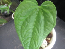 ＫＮ　アンスリューム(ベニウチワ属）　ｓｐ．　‘リモン‘（ANTHURIUM sp. `LIMON`）　　　　0.8Ｍ以下_画像4