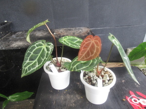 ＫＮ　アンスリューム　マグニフィッカムｘレッドクリスタリナムNSE（ANTHURIUM MAGNIFICUM x RED CRYSTALLINUM）　２鉢出品　　0.8Ｍ以下