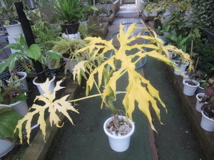 KN 1 jpy!firoten Delon warussewikji-*flabam*(PHILODENDRON WARSCEWICZII `FLAVUM`) 0.8M and downward 