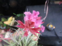 ＫＮ　１円！　ティランジア　スクレイ　ラージフォーム（TILLANDSIA SUCREI　LARGE FORM）　　　0.8Ｍ以下_画像4