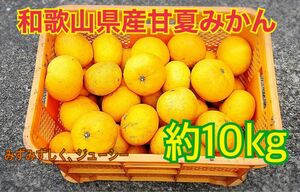 和歌山県産甘夏みかん　約10kg