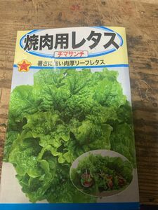 焼肉用レタス(チマサンチェ・無農薬)の根付き苗 ５株 植物活性剤(リキダス)10ml 付き