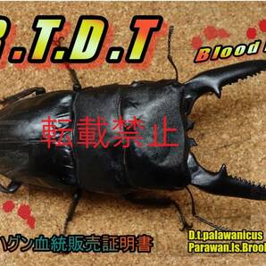 【R.T.D.T】 パラワンオオヒラタ ヴァハグン血統 極太112mm直仔 太 51mm ♀単品 の画像6