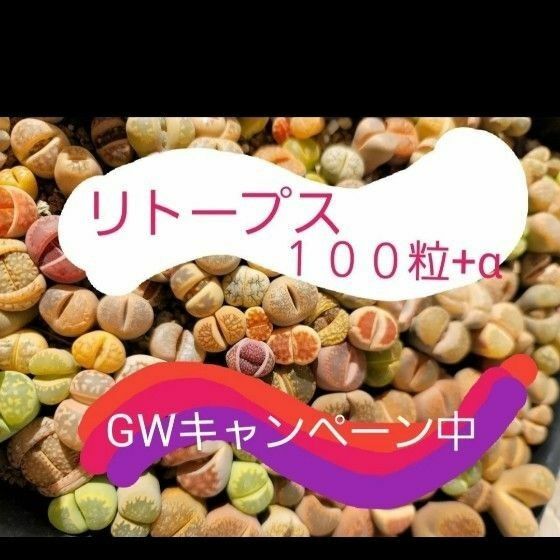 リトープス　ミックス種子　１００粒+α　GWキャンペーン中詳細６枚目