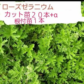 ローズゼラニウム　カレンソウ　カット苗２０本+α　根付苗１本　