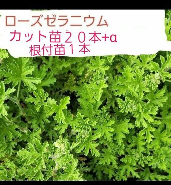 ローズゼラニウム　カレンソウ　カット苗２０本+α　根付苗１本　