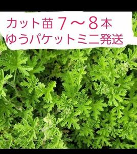 ローズゼラニウム　カレンソウ　カット苗　大きさにより７～８本程度　保湿なしゆうパケットミニ発送