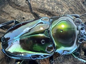 [ ultimate gloss ]pi Karl green larva 5 head set nijiiro stag beetle 