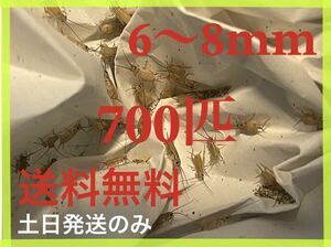 ヨーロッパイエコオロギサイズ　6〜8mm 700匹+死着保証20%です※土日のみ発送※2