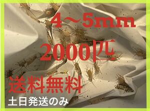 ヨーロッパイエコオロギサイズ　4ｍm〜　5mm 2000匹+死着保証20% ※土日のみ発送※2