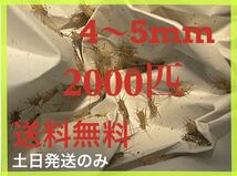 ヨーロッパイエコオロギサイズ　4ｍm〜　5mm 2000匹+死着保証20% ※土日のみ発送※4_画像1