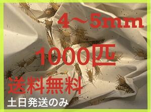 ヨーロッパイエコオロギサイズ　4ｍm〜　5mm 1000匹+死着保証20%です ※土日のみ発送※