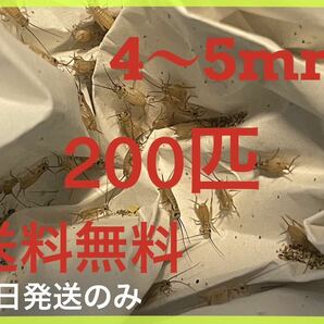 ヨーロッパイエコオロギサイズ 4ｍm〜 5mm 200匹+死着保証20%です ※土日のみ発送※3の画像1