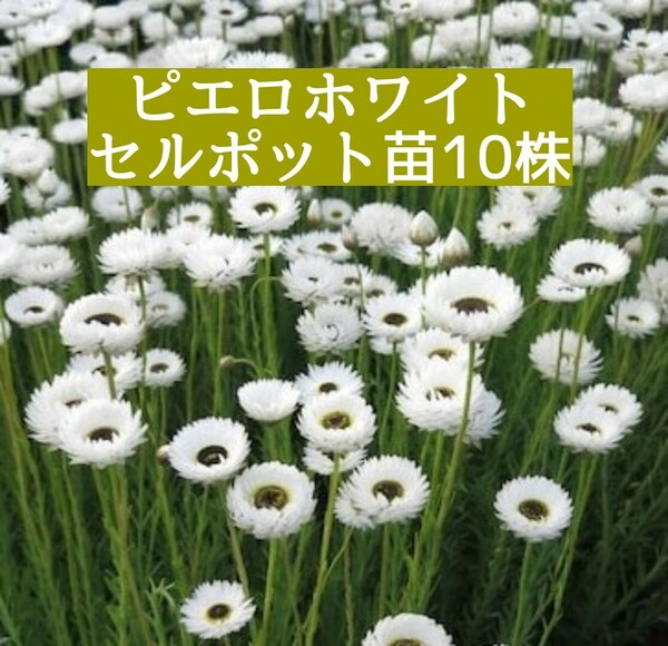 b.ローダンセ　ピエロホワイト　セルポット苗10株　ドライフラワー向き