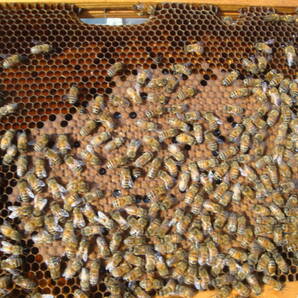西洋蜜蜂越冬明け群１０枚箱 (№１)の画像5
